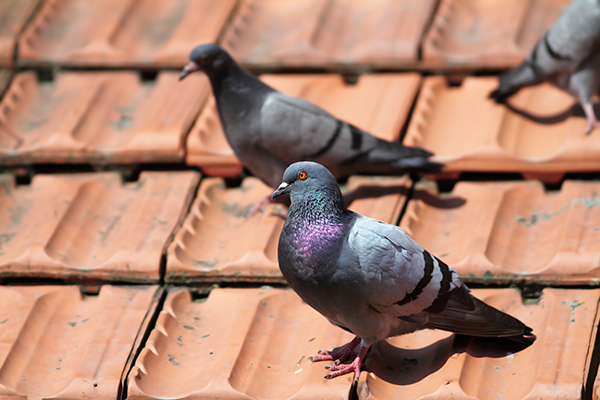 Bird Control